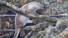 Australian scientists discover ancient ‘echidnapus’